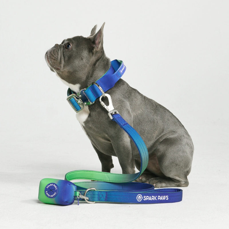 Ensemble de colliers tactiques pour chien - Vague de citron vert (1.5"/4cm)
