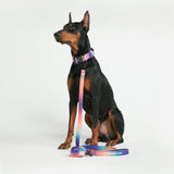 Ensemble de colliers tactiques pour chien - Kaléidoscope (1.5"/4cm)