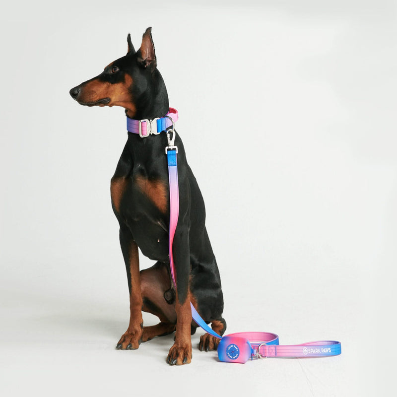 Ensemble de colliers tactiques pour chien - Cône de neige (1.5"/4cm)
