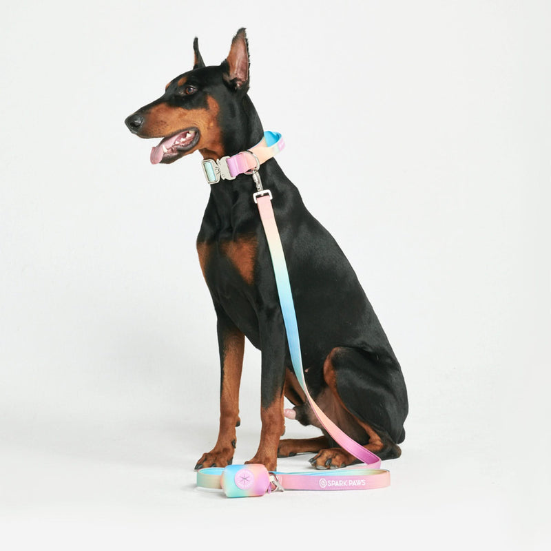 Ensemble de colliers tactiques pour chien - Glaçage pastel (1.5"/4cm)