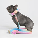 Ensemble de colliers tactiques pour chien - Glaçage pastel (1.5"/4cm)
