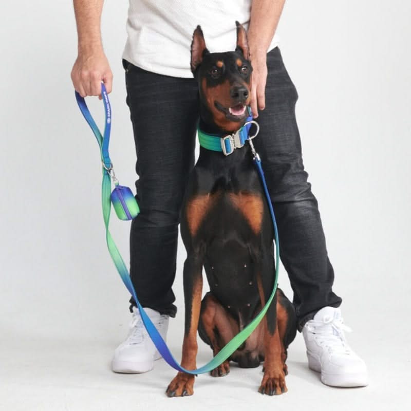 Ensemble de colliers tactiques pour chien - Vague de citron vert (1.5"/4cm)