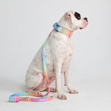 Ensemble de colliers tactiques pour chien - Glaçage pastel