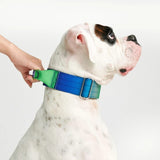 Collier tactique pour chien - Vague de citron vert