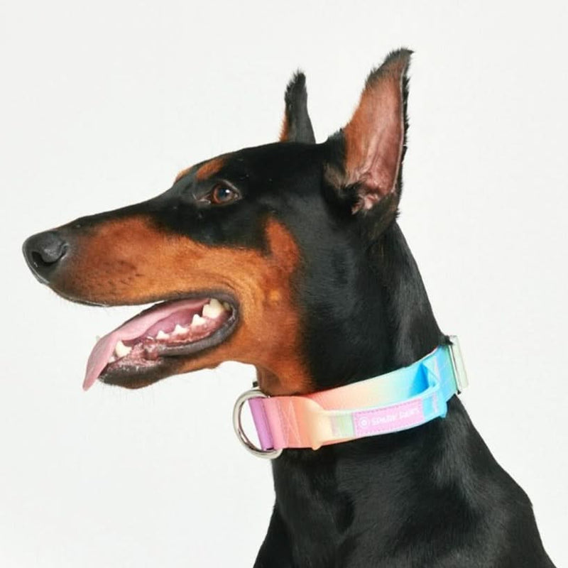 Collier tactique pour chien - Glaçage pastel (1.5"/4cm)