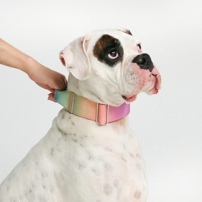 Collier tactique pour chien - Glaçage pastel